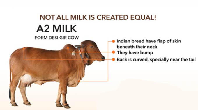 Ghee made from A2 Milk from Gir Cows in India